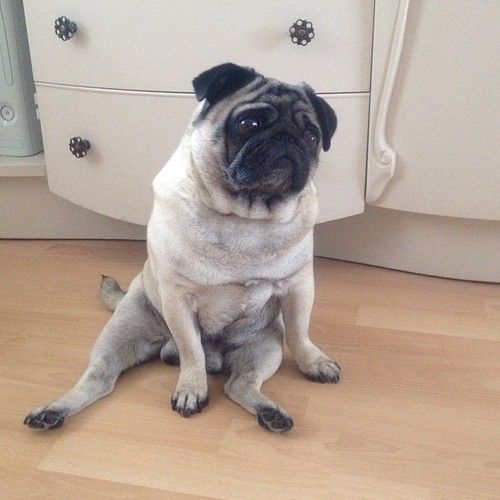 A Pug sitting on the floor like a person with its sad face