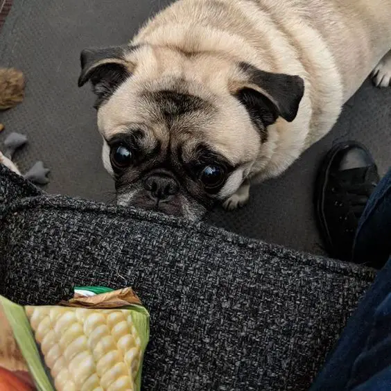 A Pug lying on the floor with its begging face