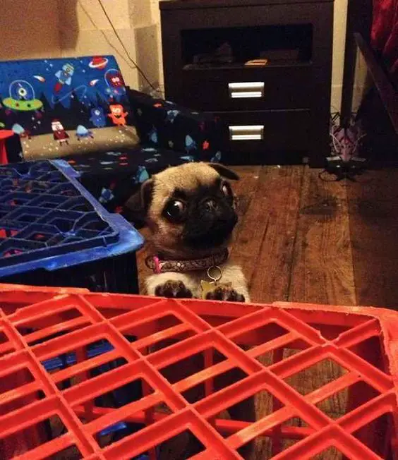 A Pug standing up leaning behind the case with its begging face