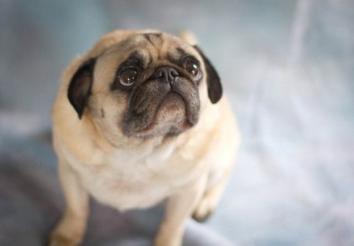 A Pug sitting on the bed with its begging face
