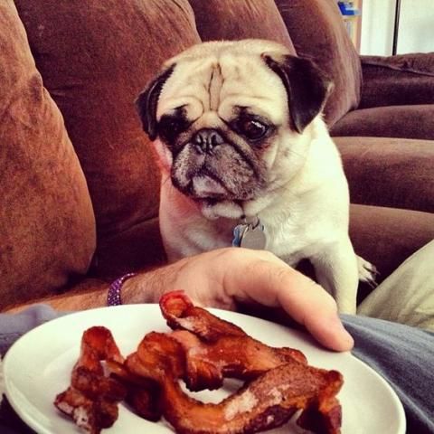 A Pug sitting on the chair while staring at the food on the man's plate