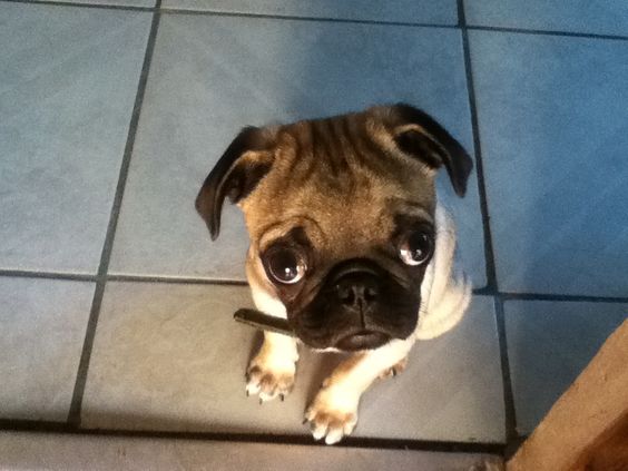 A Pug puppy sitting on the floor with its begging face
