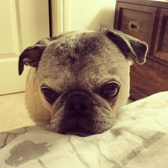 A Pug sitting on the foot of the bed with its sad face