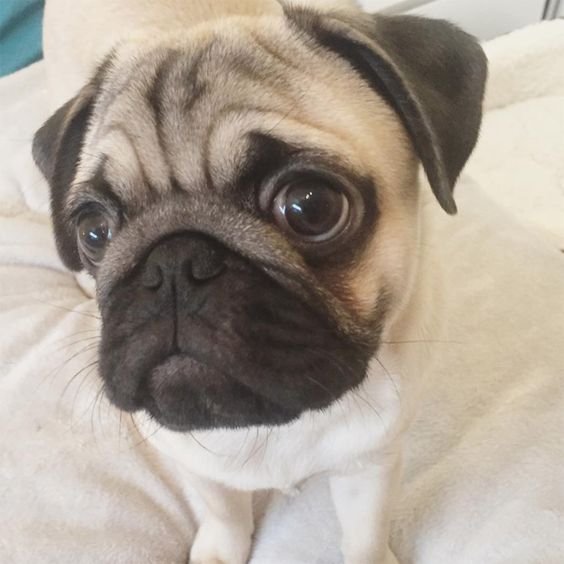 begging Pug