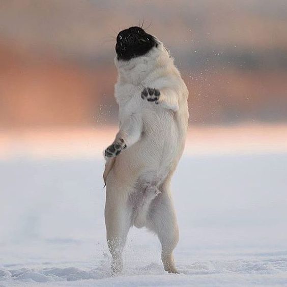 Pug standing up dancing in snow