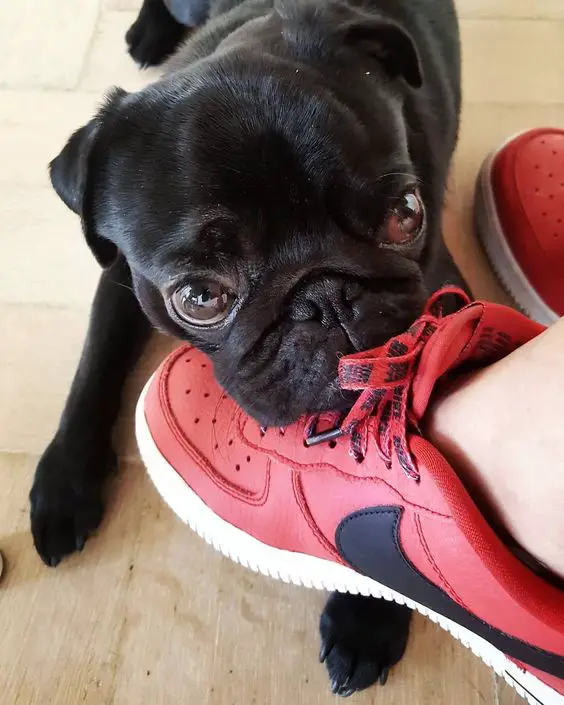 Pug puppy lying down on the floor with its head on the shoe of the girl