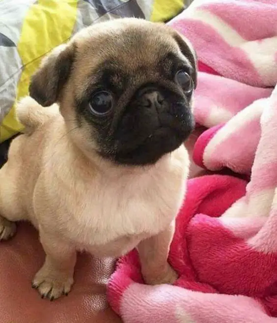 Pug puppy sitting on the bed while looking up with its begging face