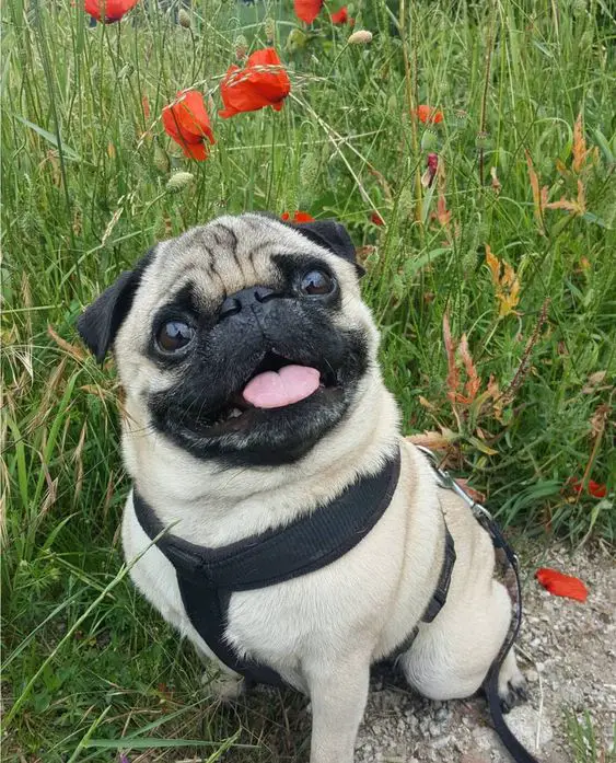 smiling Pug sitting on the ground with flowers and grass behind him