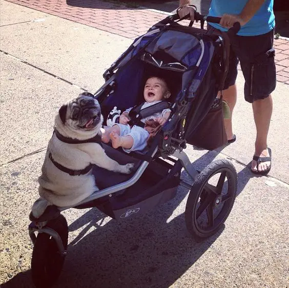Pug sitting in the stroller in front of a kid