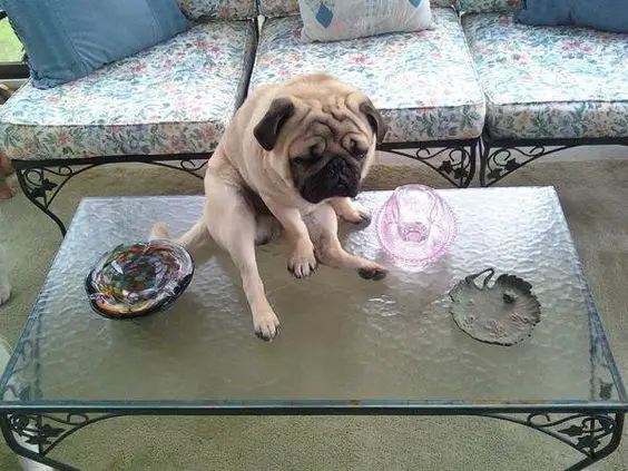 Pug sitting on top of the coffee table