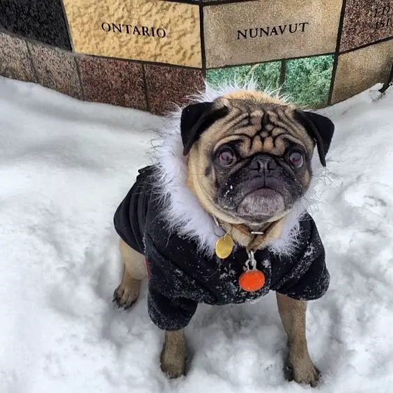 Pug outdoors in snow wearing a feathered collar sweater