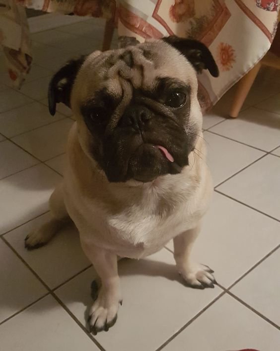Pug sitting on the floor