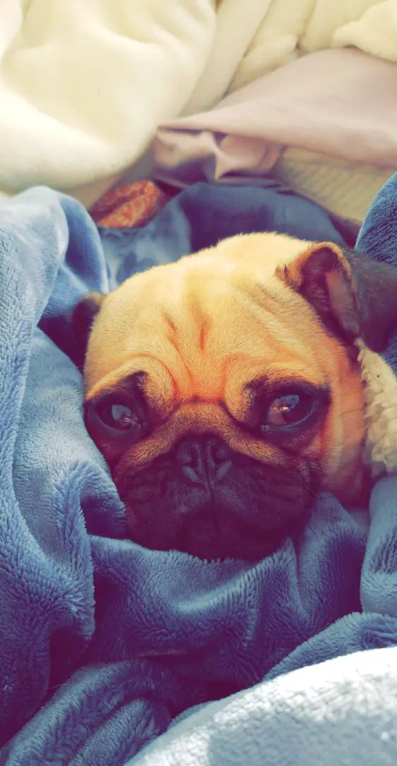 Pug snuggled up in blanket showing its adorable face