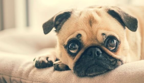 Pug on the couch with its big sad eyes