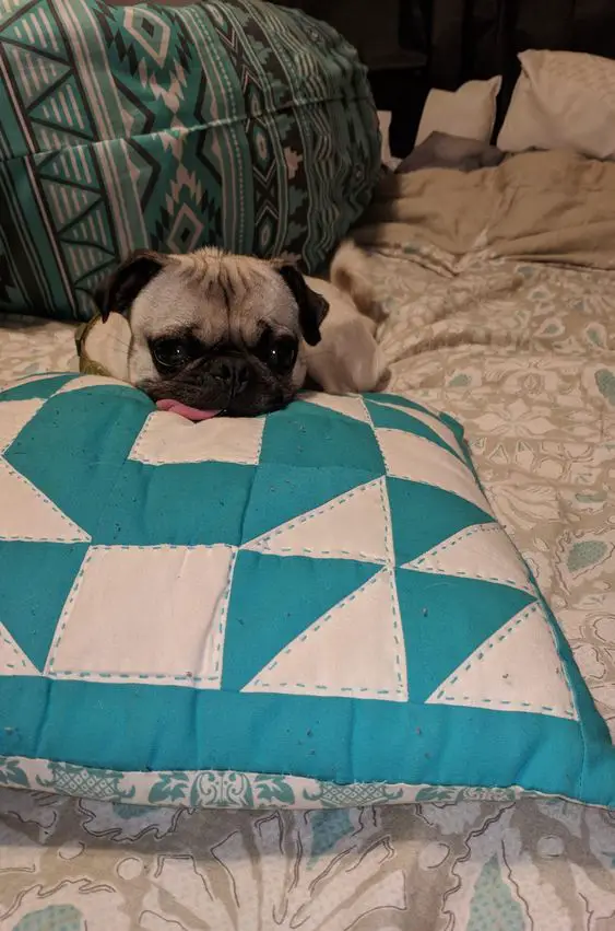 Pug lying down on the bed with its face on top of the pillow