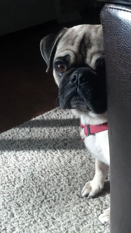 Pug staring from behind the couch