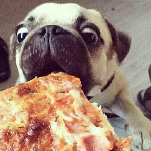 Pug taking a bite from the pizza
