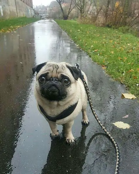 Pug taking a walk in the wet road after a rain with its big scared eyes