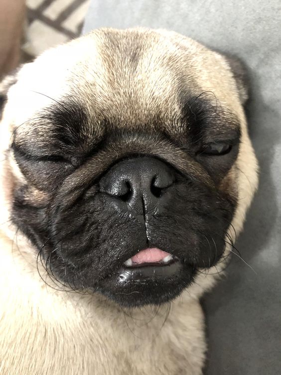 Pug dog sleeping