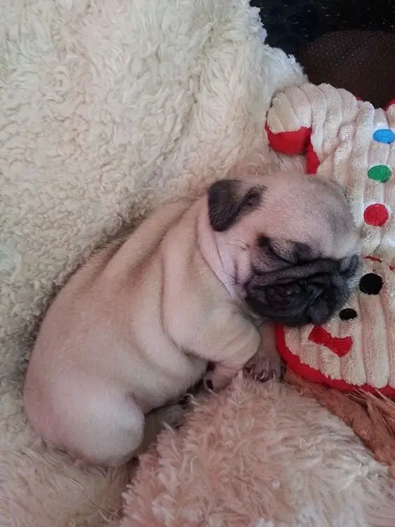 Pug puppy sleeping on the bed with its candy toy