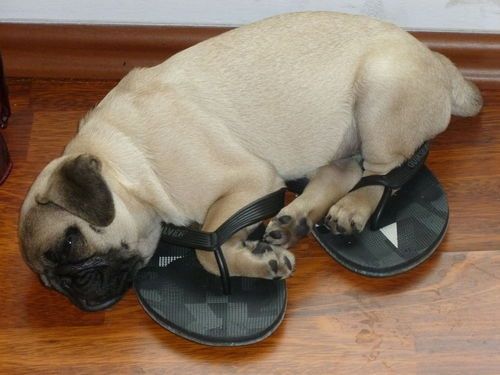 Pug lying on top of the slippers