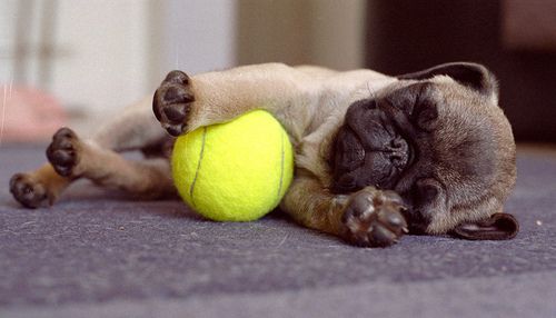 Pug lying on the floor on its side with ball in its feet