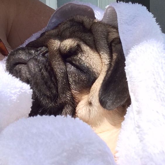 Pug snuggled up in bed while sleeping