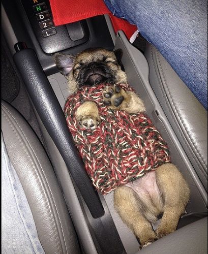 Pug sleeping on the car beside the handbreak