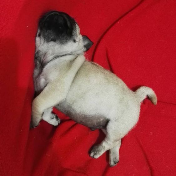Pug sleeping on the couch