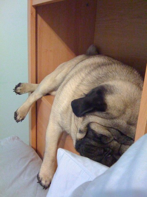 Pug sleeping on the cabinet