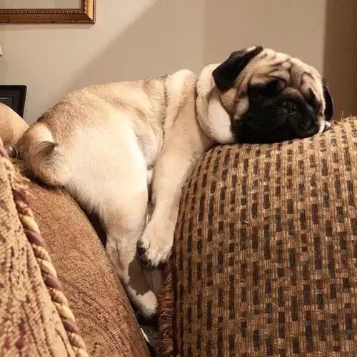 Pug sleeping on top of the couch