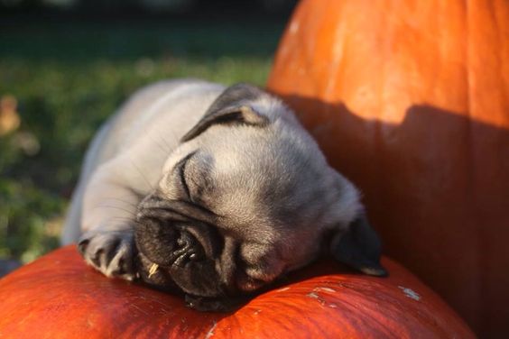 Pug dog sleeping on top of a pumpkin