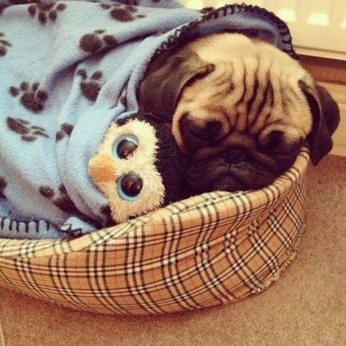 Pug sleeping soundly on its bed with its owl toy