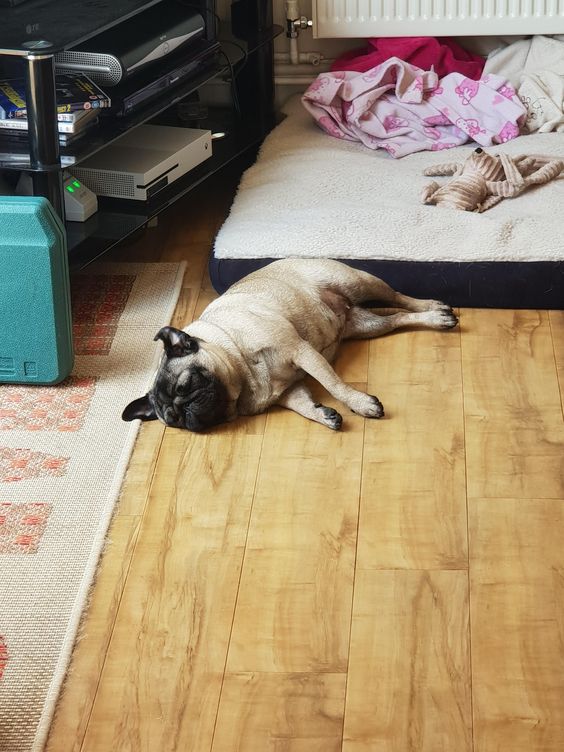 Pug dog sleeping on the wooden floort