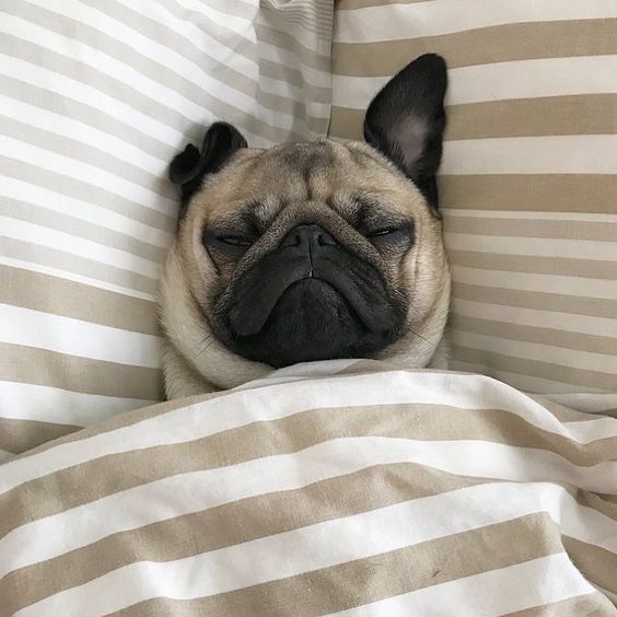 Pug sleeping on the bed snuggled up in blanket