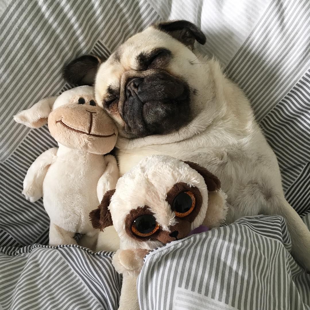 Pug sleeping on the bed with its stuffed toy