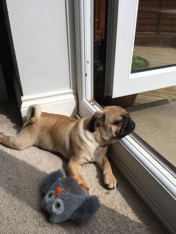 Pug lying on the floor under the sunlight