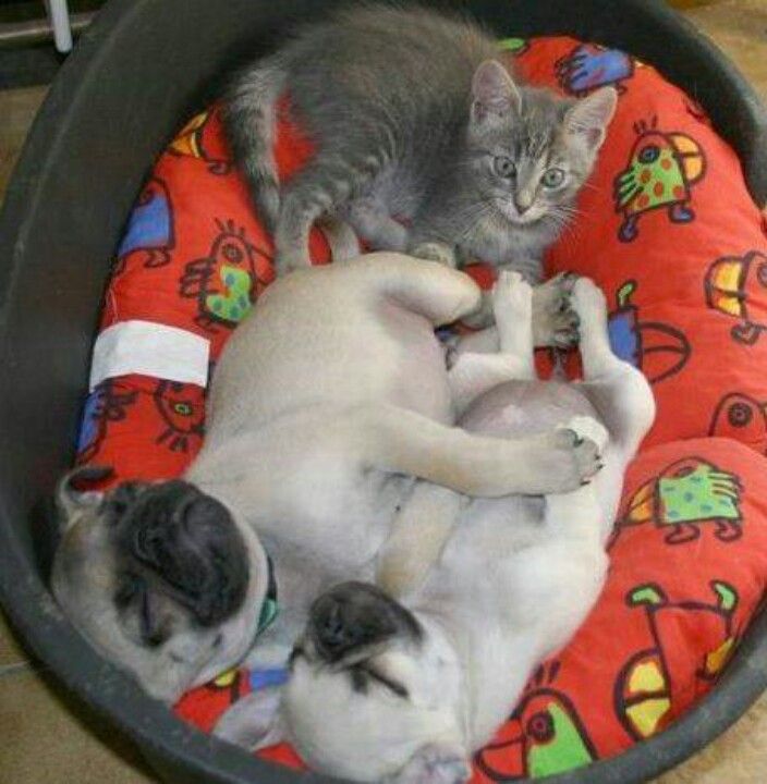 two Pugs and a cat sleeping in its bed 