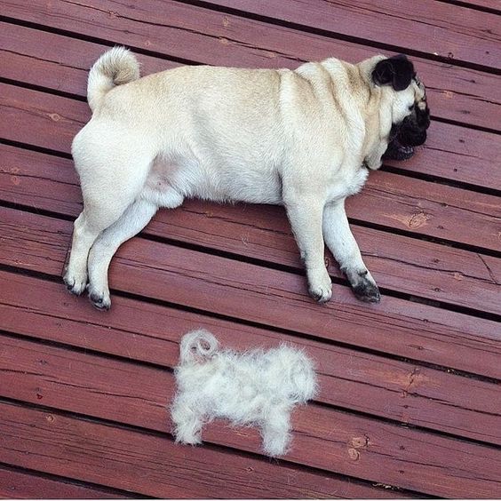 Pug sleeping on its side on the wooden floor