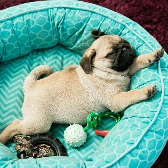 Pug sleeping on its bed with its toys