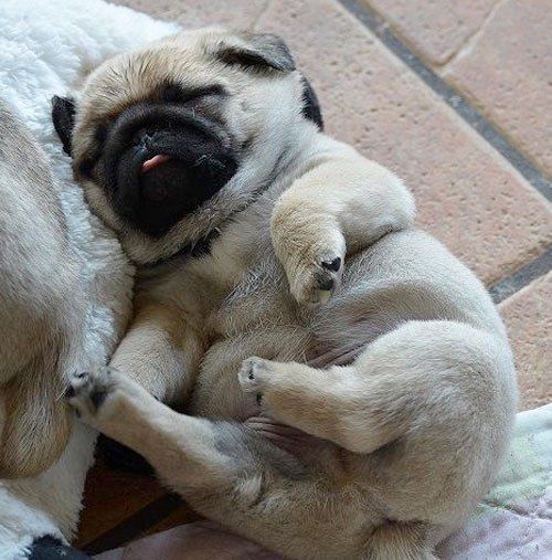 Pug sleeping on the floor