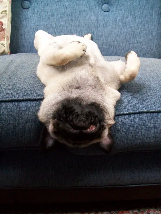 Pug lying upside down on the couch