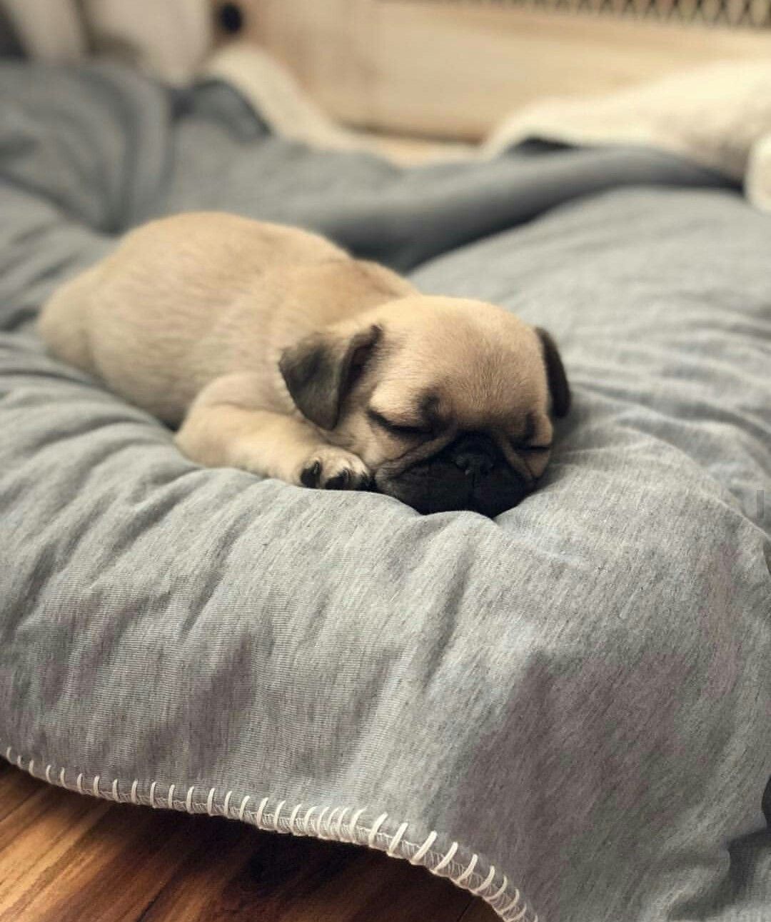 sleeping Pug lying on the bed