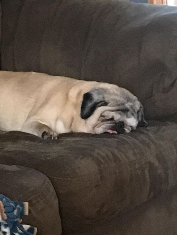 Pug sleeping on the couch with its face squished against the couch