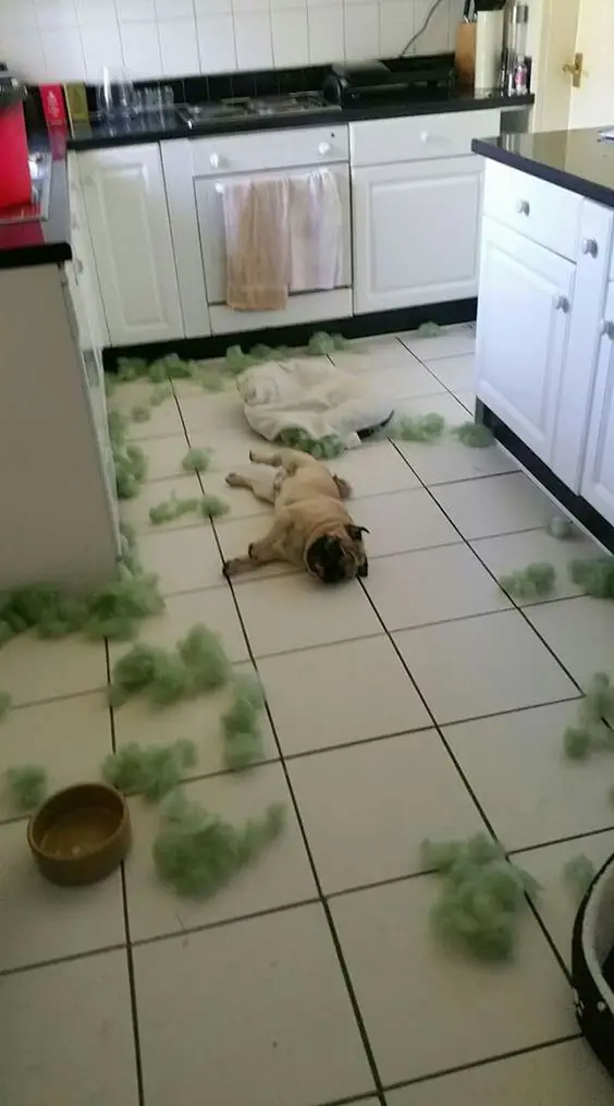 Pug lying on the floor with shredded pieces of foam everywhere