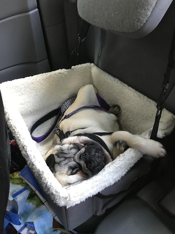 Pug sleeping on its bed