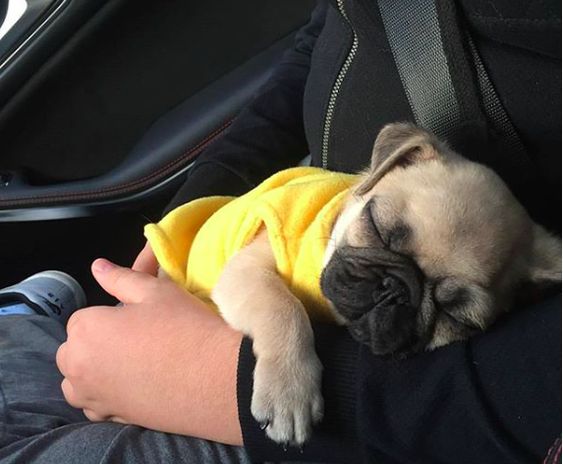 Pug dog sleeping on the car on top of its owner