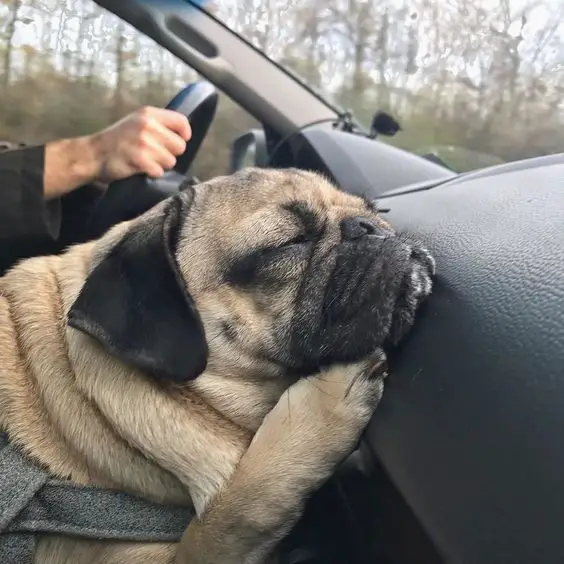 Pug sleeping on the car with its face leaning on the dashboard