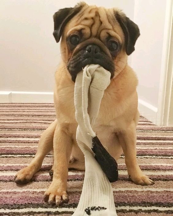 Pug siting on the floor with a sock in its mouth