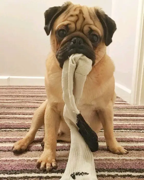 Pug siting on the floor with a sock in its mouth